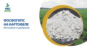 Фосфогипс на картофеле. Мелиорант и удобрение.