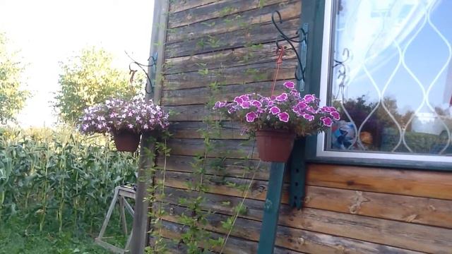 Вегетативная петуния - 6 сентября, часть 1 смотреть онлайн