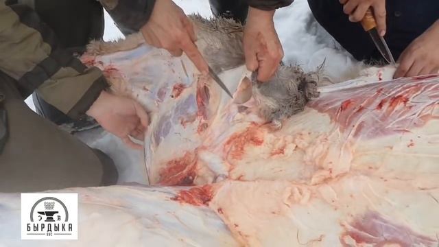 Якутский нож от Бырдыка