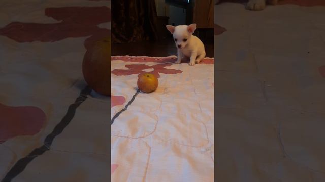 Чихуахуа Наоми Де Белла смотреть онлайн