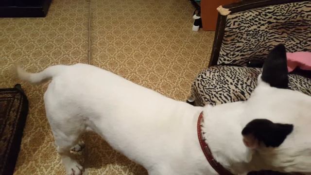 Котёнок в гостях у бультерьера смотреть онлайн