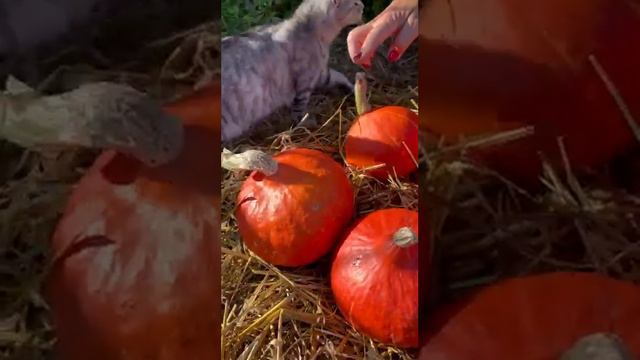 Маленькие тыквы идеальны для запекания. Буду сажать только их! #огород #дача #сад