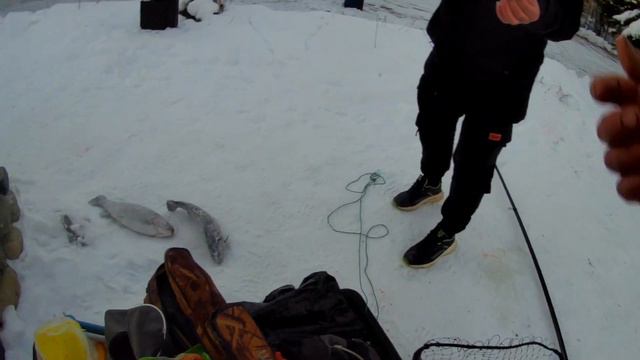 Форель по открытой воде, в -24 щука со льда. смотреть онлайн