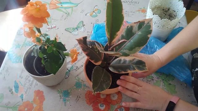 Пересаживаю ?" Кроссандру" и фикус эл. "Белиз"?