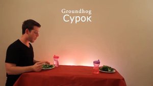 Как едят разные животные? :)