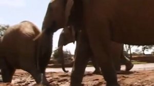 NATGEO DOCUMENTARY - ELEPHANTS ~ Spy In The Herd ~ David Attenborough..
