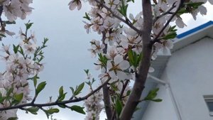 Цветущий миндаль в моём саду. г. Краснодар.