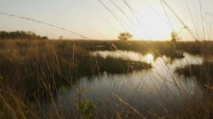 Озеро, окруженное сухой травой в саванне. #shorts