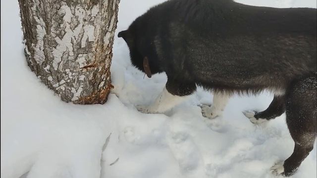 Канадский волк гибрид поймал крысу и злится.mp4