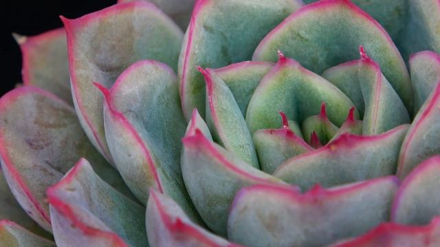 Echeveria Hercules смотреть онлайн