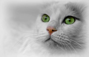 Relaxing piano music with cat rumbling.
Расслабляющая фортепианная музыка с кошачьим урчанием.