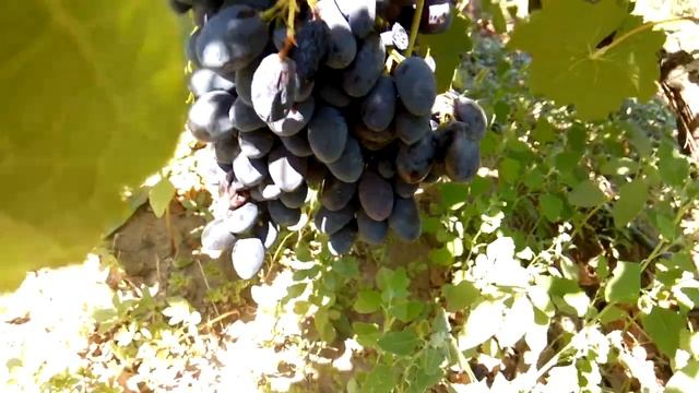 Виноград Кодрянка 2018 видеообзор смотреть онлайн