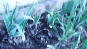 Озимый лук порей .