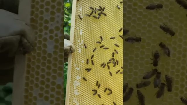 гнездо улья, секрет о котором молчат. смотреть онлайн