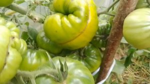 Томат Любо - зелено т. к. любим полезные САЛАТЫ В ИЮЛЕ !