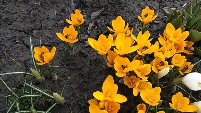 Пчелы на первоцветах 2.04.2022 смотреть онлайн