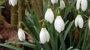 Садовые цветы с названиями. КАКАЯ КРАСОТА!!!