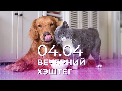 Вечерний хэштег, 04.04.2022, часть 1. Корма для животных: будет ли дефицит?