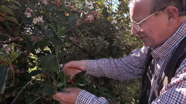 Trimming and pruning Weigela florida 'Variegata' смотреть онлайн