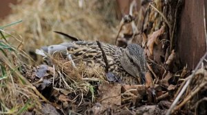 Когда начинают нестись утки