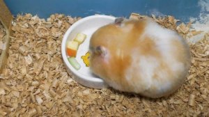 Как ухаживать за старым хомяком. Пожилые хомяки и уход за ними