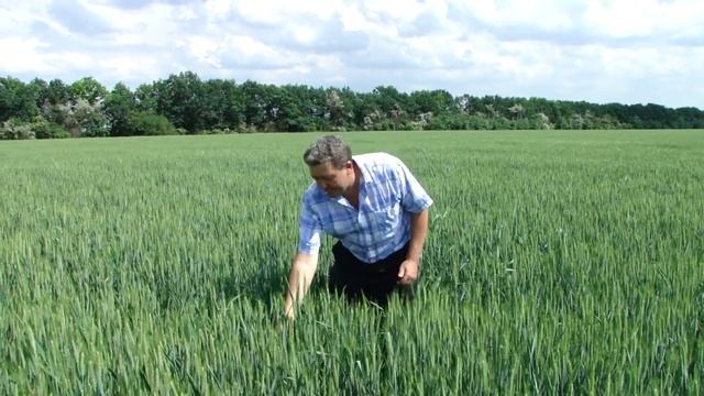Озимая пшеница No-till (цветение)
