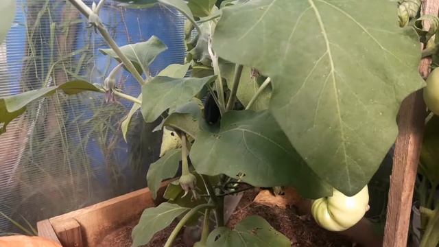 Сравнение баклажанов сорта Алмаз, сорта Максик и неизвестного сорта смотреть онлайн