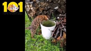 ДИКАЯ БЕНГАЛЬСКАЯ кошка