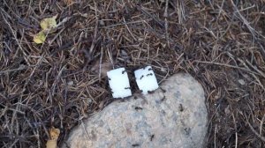 Огромный муравейник в лесу.Муравьи сбежались на сахар!