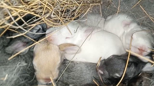 а ухи то ещё совсем маленькие.