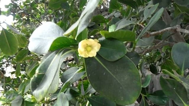 CLUSIA BLANCA: Clusia brittonii (www.riomoros.com) смотреть онлайн