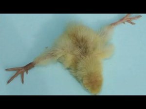 Почему вылупляются шпагатики, вертолётики//у цыплят разъезжаются лапки.