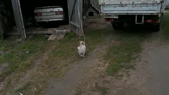 Купили нового щенка смотреть онлайн