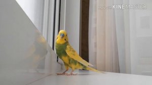 😆ЧТО ДЕЛАТЬ ЕСЛИ ПОПУГАЙ ЕСТ СВОЙ ЖЕ ПОМЕТ?ЧАСТЬ ВТОРАЯ!😆|Гоша Гороша