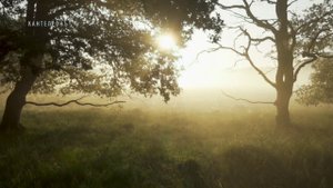 Музыка пробуждающая родовую память - Вещие Сны II / Кирилл Богомилов (гусли и флейты)