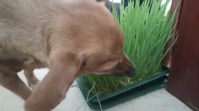 Травка для моих любимых животных❤ смотреть онлайн