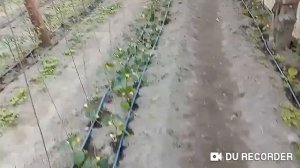 Вношу Райкат Старт. Некорневая подкормка, полив опрыскивателем.