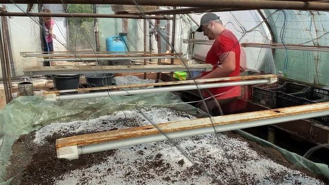 Посадка малины и ежевики на маточный корень! смотреть онлайн