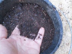 БГВ 70 Чёрная Львинка Зоогумус плюс опилки