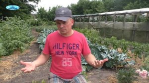 Как правильно поливать капусту. Всё о поливе капусты.