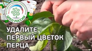 Как формировать перец. Прищипываем первый цветок, удаляем боковые побеги.