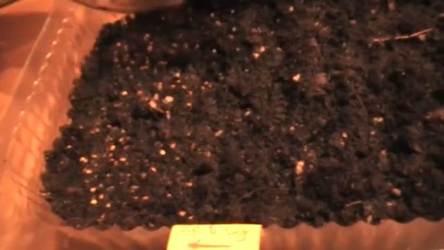 Как высевать клубнику.Новые сорта черная и желтая. сад и огород 100 выпуск смотреть онлайн