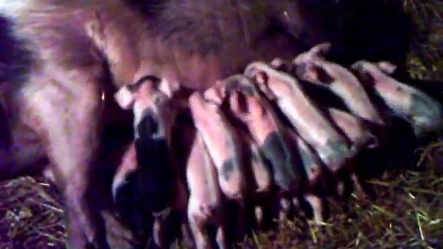 Мама свинка с поросятами. Детки захотели кушать. Pig