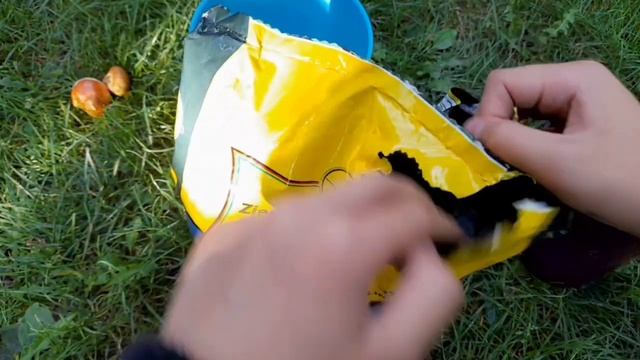 Купили семена тюльпанов! смотреть онлайн