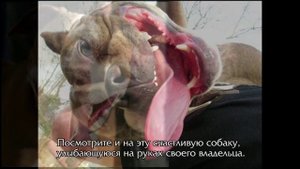 Кто такой питбуль?И почему его боятся?