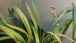 ЦИМБИДИУМ  История цветения.