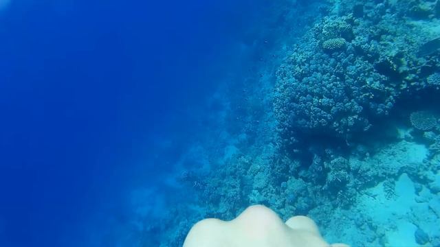 Дайвинг в Шарм-эш-Шейхе смотреть онлайн