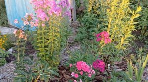 Дача Колягино 17.08.2024