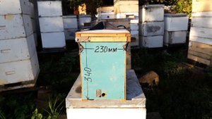 Куда направлять летки ульев | 519. 00