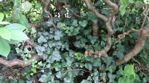 English ivy (Hedera helix) - Plant Identification